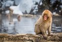 26 Jigokudani Snow Monkey Park